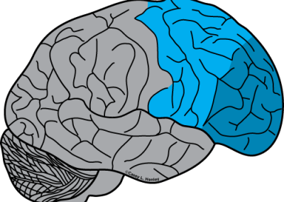 Human brain with the frontal lobe colored blue and the prefrontal cortex colored dark blue.