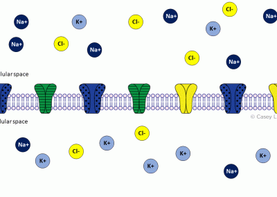 Cell membrane with ion channels and ions