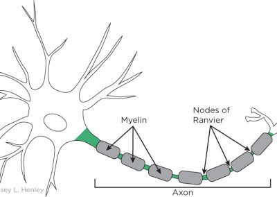 Myelin covers the axon and speed up action potential propagation. The space between myelin is called the Nodes of Ranvier.