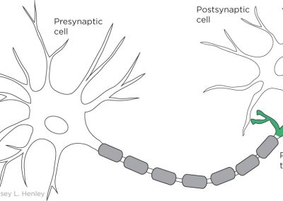 The presynaptic terminal contacts a postsynaptic cell at the synapse.