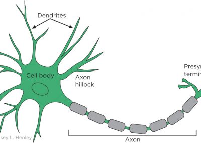 Typical neuron with labels showing dendrites, cell body, hillock, axon, and presynaptic terminal