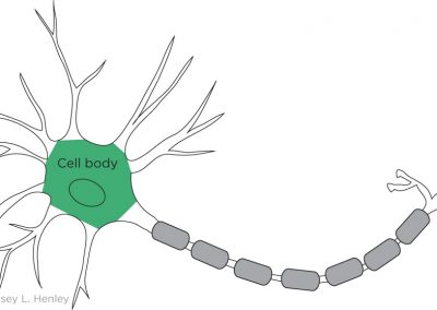 The dendrites and axon project from the cell body.