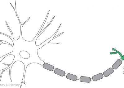The axon ends at the presynaptic terminal.