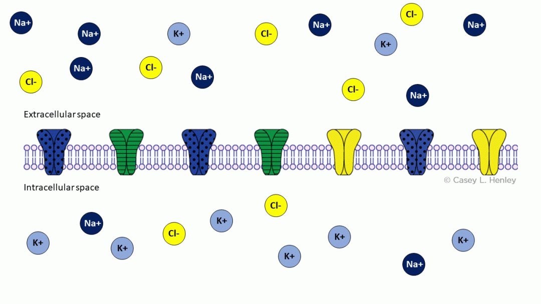 Ions are unable to cross the cell membrane if ion channels are closed.