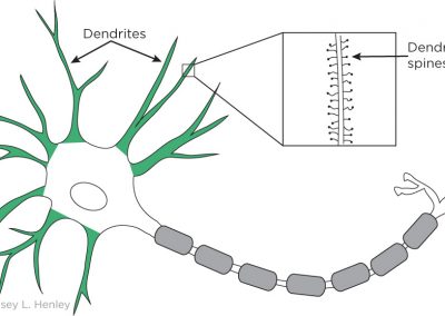 Dendritic spines are present on some dendrites. Dendrites project from the cell body in a tree-like fashion.